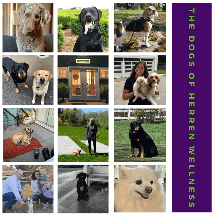 The Dogs of Herren Wellness: How Pets Bring Healing, Unconditional Love, and Companionship in Recovery