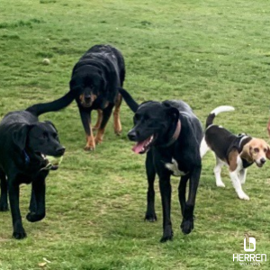 Giving back to the community: Therapy dogs offer companionship, love, and  healing.